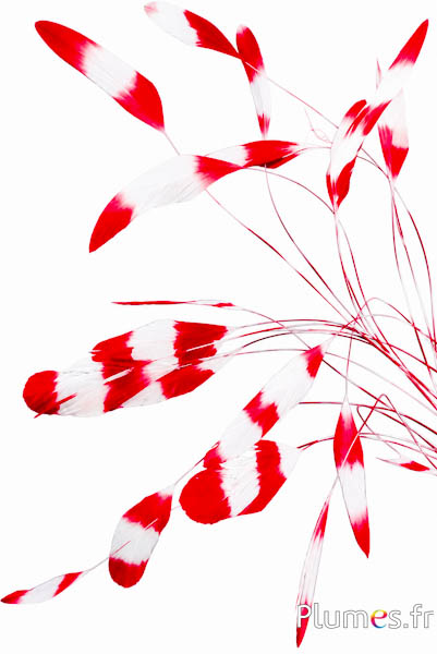 Coquetip - 20-25 cm - bianco-rosso
